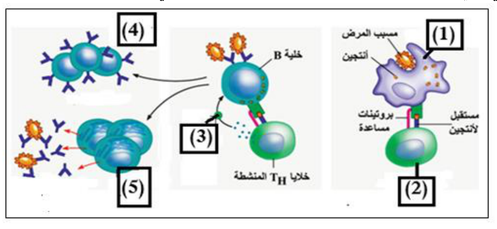 شكل السؤال ١