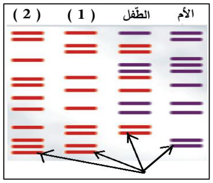 شكل السؤال ٣
