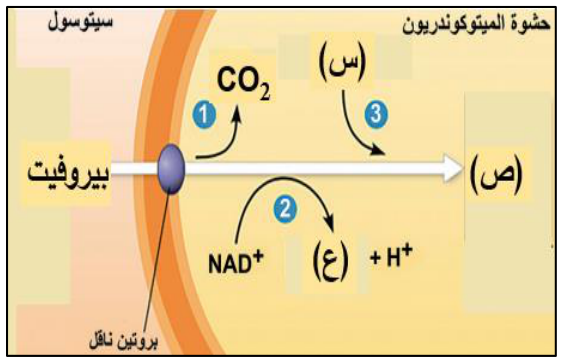 شكل السؤال ١