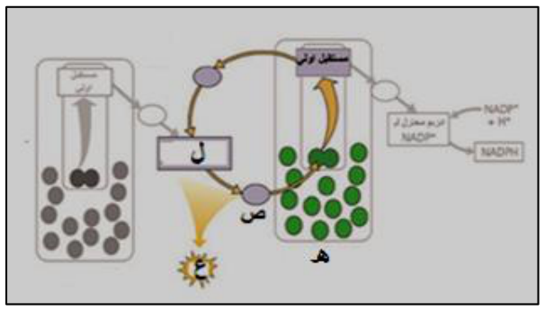 شكل السؤال ١