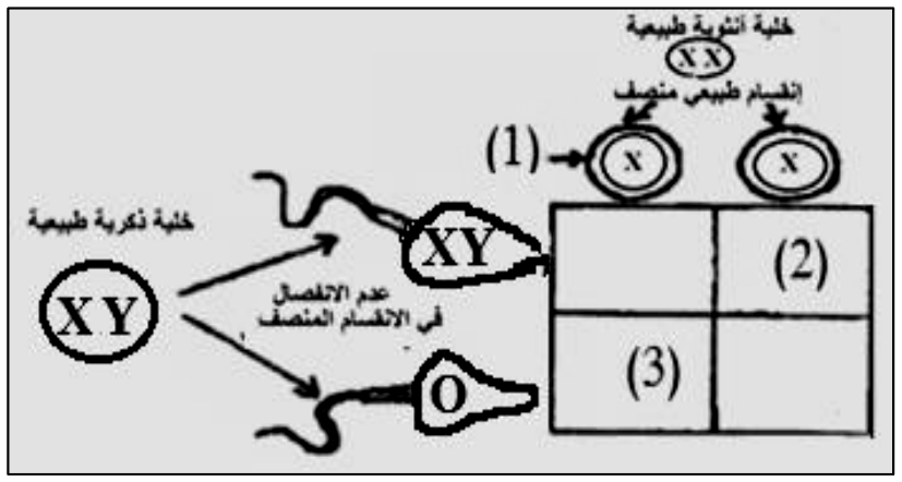 شكل السؤال ٤