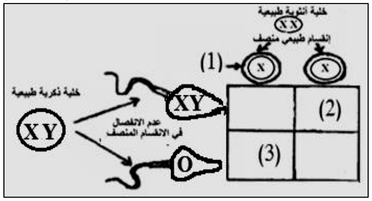شكل السؤال ٤