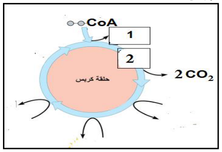 شكل السؤال ٣