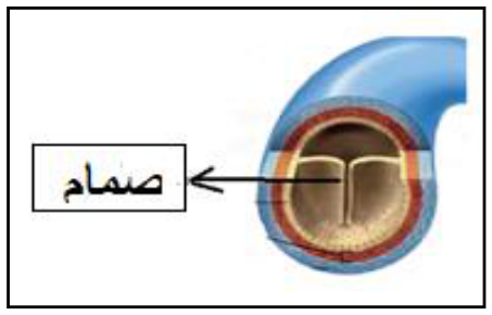 شكل السؤال ٨