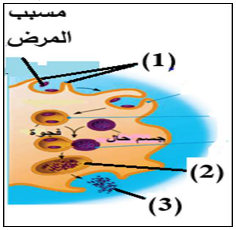 شكل السؤال ٤