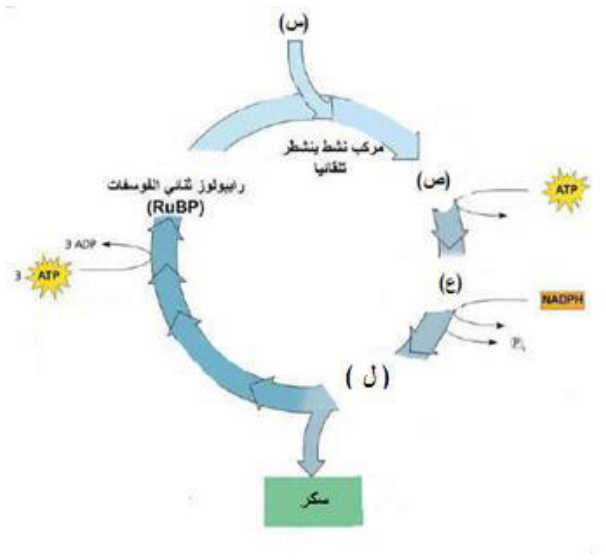 شكل السؤال ٢