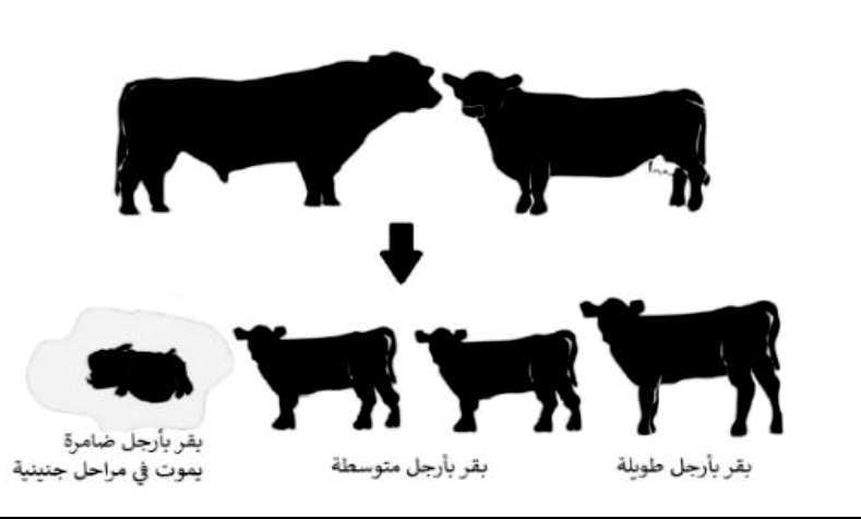 شكل السؤال ٣