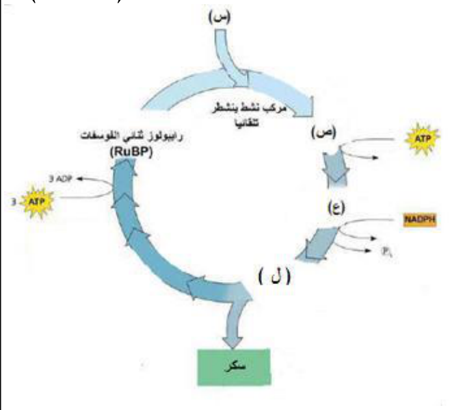 شكل السؤال ٢