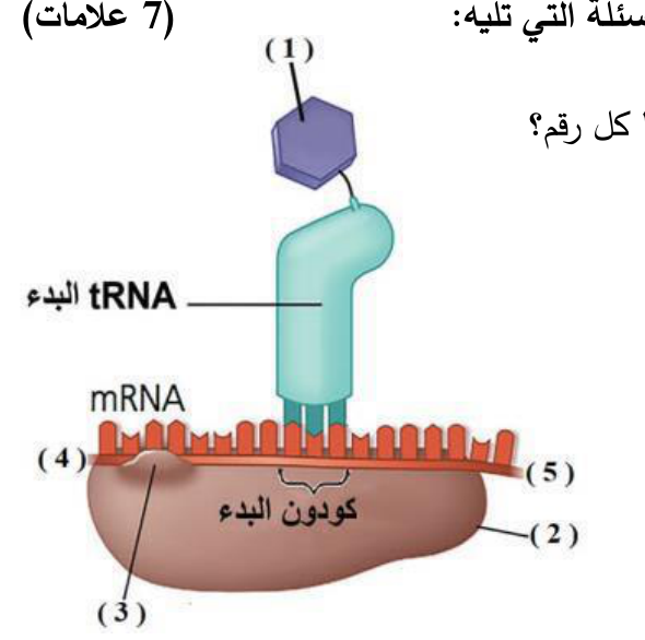 شكل السؤال ١