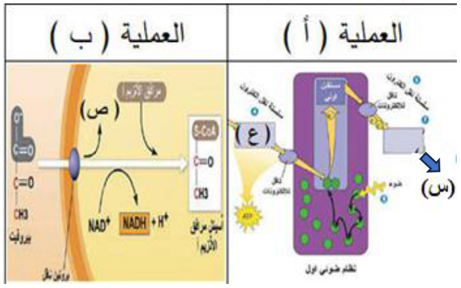 شكل السؤال ١