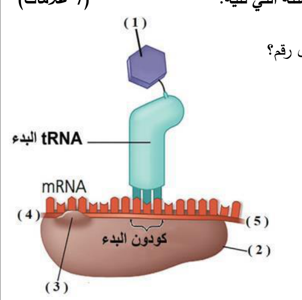 شكل السؤال ١