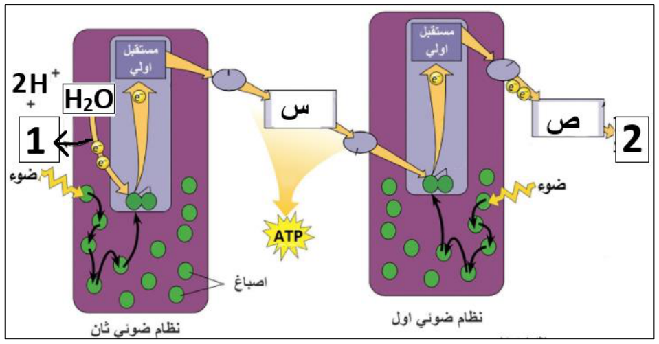 شكل السؤال ٤