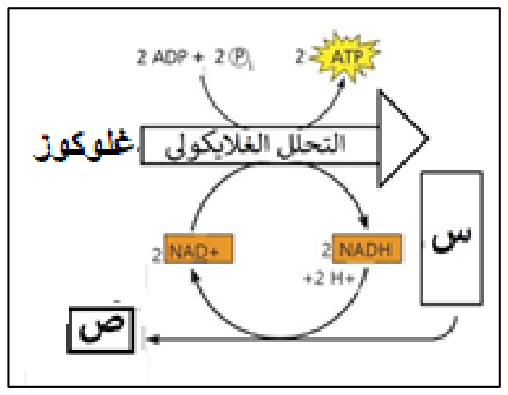 شكل السؤال ٤