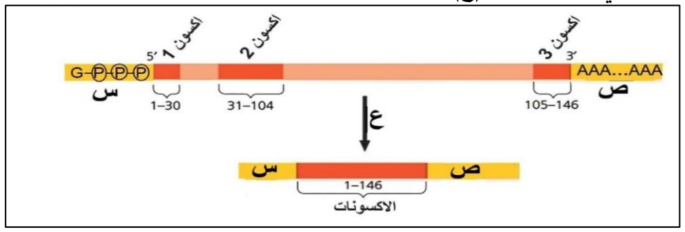 شكل السؤال ٤