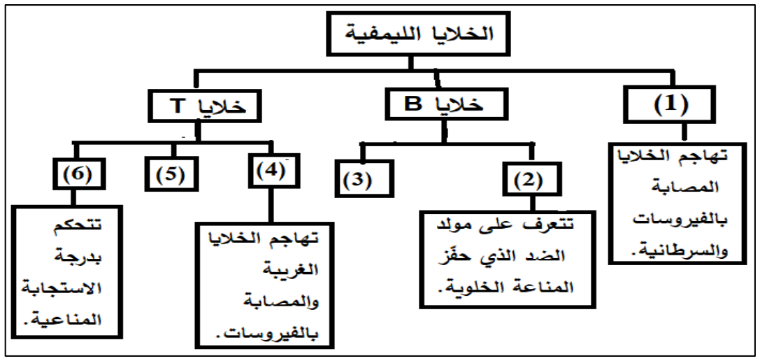 شكل السؤال ٦