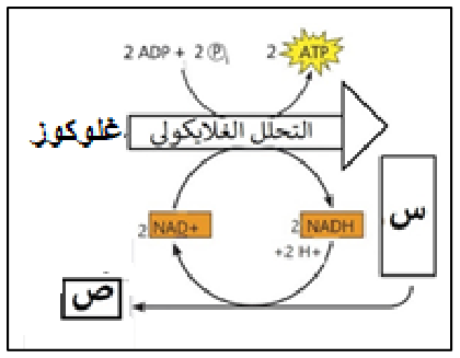 شكل السؤال ٤