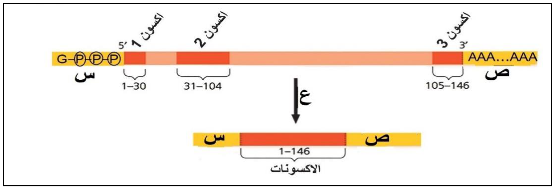 شكل السؤال ٤