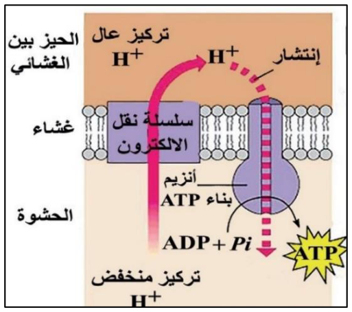 شكل السؤال ٤