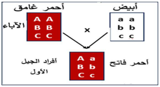 شكل السؤال ٥