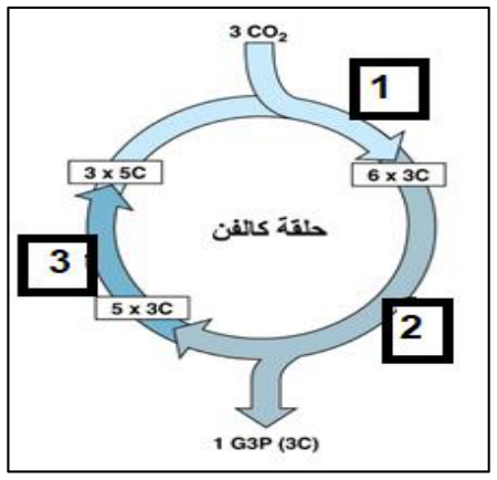 شكل السؤال ٤