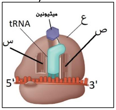 شكل السؤال ٤