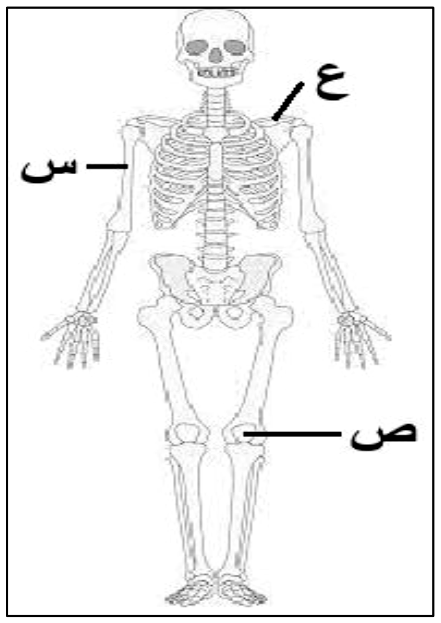 شكل السؤال ٦